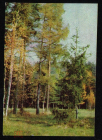 Открытка СССР 1961 г. Подмосковье. Лес, природа, пейзаж, березы фото К. Кудрявцева чистая