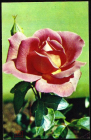 Открытка СССР 1973 г. Цветы Роза Гейл Борден флора фото. Н. Матанова чистая