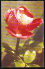 Открытка СССР 1968 г. Роза , цветы. фото Л. Раскина чистая