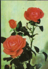 Открытка Болгария 1975 г. Розы, цветы, флора. фото Г. Топалов ДИ Септември чистая