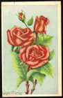 Открытка СССР 1960-е г. Болгария. Роза, цветы, флора. изд ТРУД. подписана