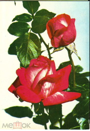 Открытка Болгария 1960-е. Розы, цветы, флора. ДП Фотоиздат София чистая с маркой