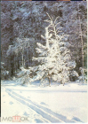 Открытка СССР 1981 г. Зима, снег, ель, лес. фото В. Дорожинского чистая
