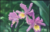 Открытка Вьетнам Цветы Орхидея Ванда Вамкее чистая