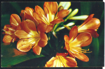 Открытка СССР 1974 г. Цветы, Кливия Оранжевая. Комнатные растения фото В. Тихомирова