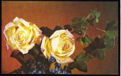 Открытка СССР 1975 г. Розы, цветы. фото Б. Гусейна-заде чистая