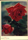 Открытка СССР 1962 г. Красные розы, цветы. фото. И. Шагина изд. Правда чистая с маркой