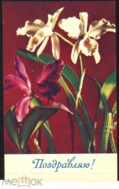 Открытка СССР 1969 г. Поздравляю. Цветы, орхидеи. фото. Г. Мазура чистая