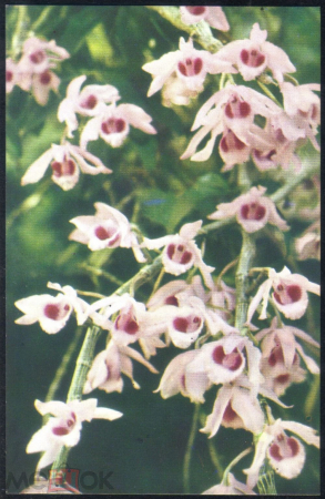 Открытка Вьетнам Цветы Орхидея Дендробиум Нобиле чистая