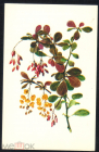 Открытка СССР 1979 г. цветы Барбарис Тунберга, пурпурный художник А. Шипиленко подписана