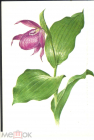 Открытка СССР 1981 г. Башмачок крупноцветный Растения под охраной худ. Шипиленко флора цветы чистая
