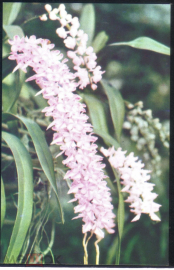 Открытка Вьетнам Цветы Орхидея Ринхостилис гигант чистая