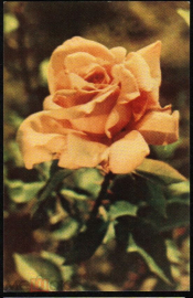 Открытка СССР 1965 г. Чайная роза, цветы, флора. фото С. Левашова чистая с маркой