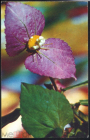 Открытка СССР 1974 г. Цветы, Далешампия Резля. Комнатные растения фото В. Тихомирова