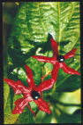 Открытка СССР 1974 г. Цветы, Клеродендрон клейкий. Комнатные растения фото В. Тихомирова