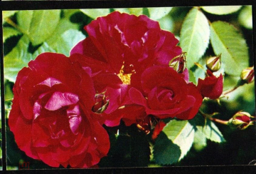 Открытка СССР 1973 г. Цветы Роза Фламментинц флора фото. Н. Матанова чистая