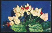Открытка СССР 1974 г. Цветы, Клеродендрон Томсона. Комнатные растения фото В. Тихомирова