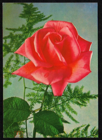 Открытка Болгария 1960-е. Роза, цветы, флора. ДП Фотоиздат София чистая с маркой