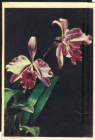 Открытка СССР 1958 г. Цветы. Орхидея Лелия, фото В. Ковригина ИЗОГИЗ чистая
