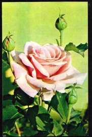 Открытка СССР 1973 г. Цветы Роза Фрайбург II флора фото. Н. Матанова чистая