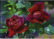 Открытка Вьетнам. Ханой Цветы, Розы. Фото XUNHASABA чистая