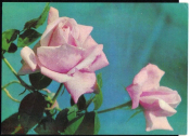 Открытка СССР 1972 г. Розы, цветы. фото В. Германа чистая