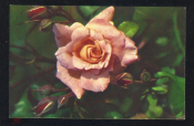 Открытка СССР 1974 г. Цветы Розы флора фото. Н. Матанова чистая