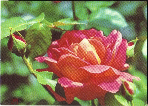 Открытка СССР 1976 г. Розы, цветы. фото Б. Раскина подписана