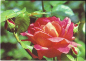 Открытка СССР 1976 г. Розы, цветы. фото Б. Раскина подписана