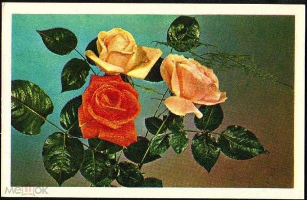 Открытка СССР 1974 г. С днем рождения!. Розы, цветы, флора. фото В. Лисецкого чистая