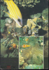 Открытка СССР 1985 г. Фауна В мире коралловых рифов Золотополосый луциан рыба фото В. Кашо