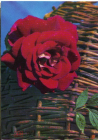 Открытка СССР 1971 г. Роза на фоне корзины, Цветы, флора. фото. В. Германа чистая