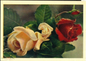 Открытка СССР 1964 г. Розы, цветы. фото. А. Манакина и И. Манакиной чистая