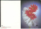 Открытка СССР 1988 г. Поздравляю, цветы, астры. фото Д. Киндровой двойная чистая - вид 1
