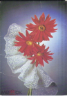 Открытка СССР 1988 г. Поздравляю, цветы, астры. фото Д. Киндровой двойная чистая