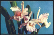 Открытка СССР 1970 г. Орхиеди, цветы фото. Мазура чистая