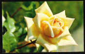 Открытка СССР 1973 г. Цветы Роза Нарцисс флора фото. Н. Матанова чистая