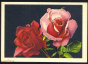 Открытка СССР 1966 г. Цветок Роза флора живопись. Эстония Таллин Октообер чистая