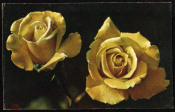 Открытка СССР 1971 г. Розы, цветы. фото Е. Игнатович чистая с маркой