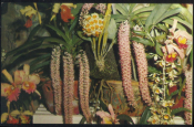 Открытка Куба 1960-е . Цветы, орхидеи чистая