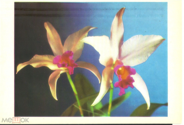 Открытка СССР 1977 г. Поздравляю! фото. Тяпченков и Яковлев. Цветы орхидеи. Двойная чистая