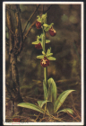 Открытка Германия 1950-е. Цветы, орхидеи фото. Hermann Fisher герман Фишер чистая