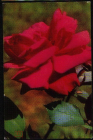 Открытка СССР 1970 г. Роза Кассель, цветы. фото П. Смолякова чистая
