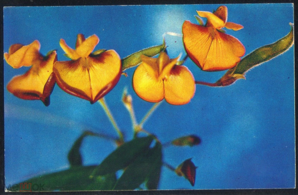 Открытка СССР 1974 г. Цветы, Каянус двуцветный. Комнатные растения фото В. Тихомирова
