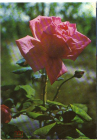 Открытка Болгария 1970-е г. Розы, цветы флора. фотоиздат Болгария чистая