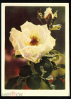 Открытка СССР 1964 г. Роза Троянда фото А. Корниенко Украина (2020-97) чистая