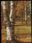 Открытка СССР 1962 г. Подмосковье. Лес, природа, пейзаж, березы фото Л. Бородулина чистая