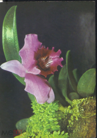 Открытка Германия 1960-ег. Цветы, орхидеи чистая