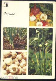 Открытка Чеснок Овощи Огород 1985 СССР Фото П. Истомина
