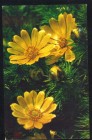 Открытки СССР 1974 г. Цветы Горицвет весенний Фото Н. Матанова подписана